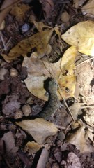 Hemidactylus brookii