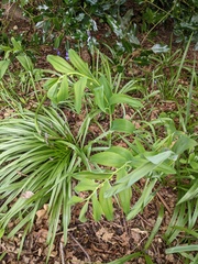 Polygonatum × hybridum