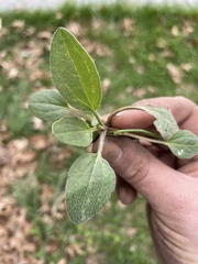Magnoliopsida