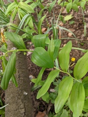 Polygonatum × hybridum