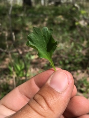 Ranunculus inamoenus
