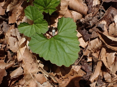 Arnoglossum reniforme