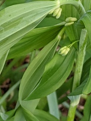 Polygonatum × hybridum