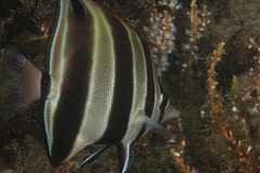 Chelmonops truncatus