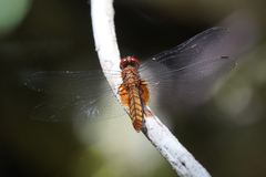 Erythemis mithroides