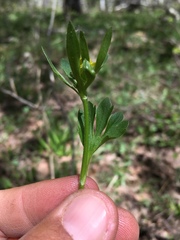 Ranunculus inamoenus