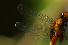 Erythemis mithroides