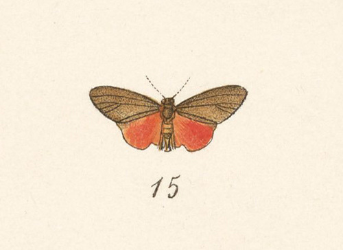 Prepiella hippona
