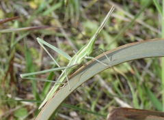 Acrida turrita