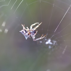 Acanthepeira