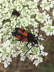 Stictoleptura cordigera