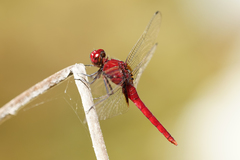 Erythemis mithroides