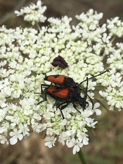 Stictoleptura cordigera