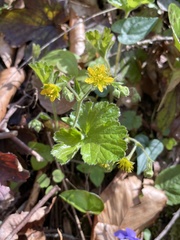 Waldsteinia lobata