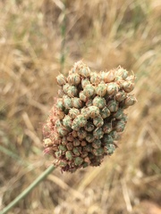 Allium phanerantherum