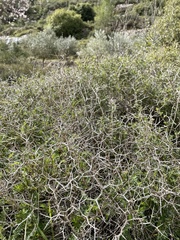 Sarcopoterium spinosum