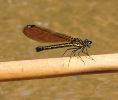 Aristocypha quadrimaculata