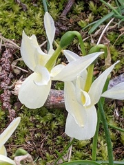 Narcissus triandrus