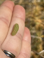 Callophrys augustinus