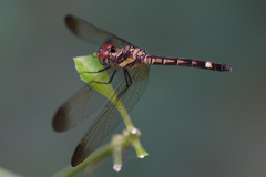 Micrathyria laevigata