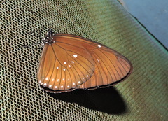 Euploea algea