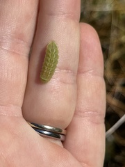Callophrys augustinus