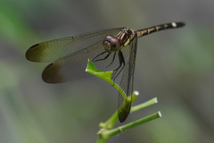 Micrathyria laevigata