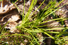 Poaceae