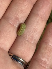 Callophrys augustinus