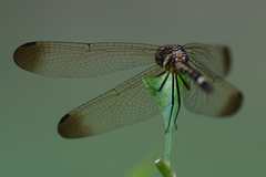 Micrathyria laevigata