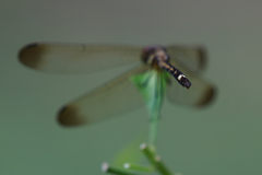 Micrathyria laevigata