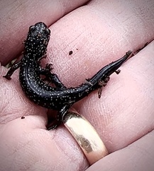 Plethodon glutinosus