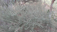 Melaleuca brevifolia