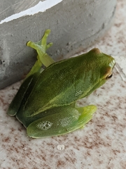 Sphaenorhynchus lacteus