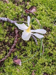 Narcissus triandrus
