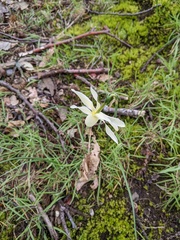 Narcissus triandrus