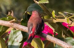 Lagonosticta senegala