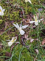 Narcissus triandrus