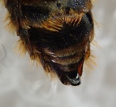 Osmia rufohirta
