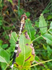 Orthetrum stemmale