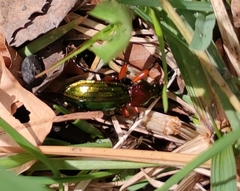 Carabus auronitens festivus
