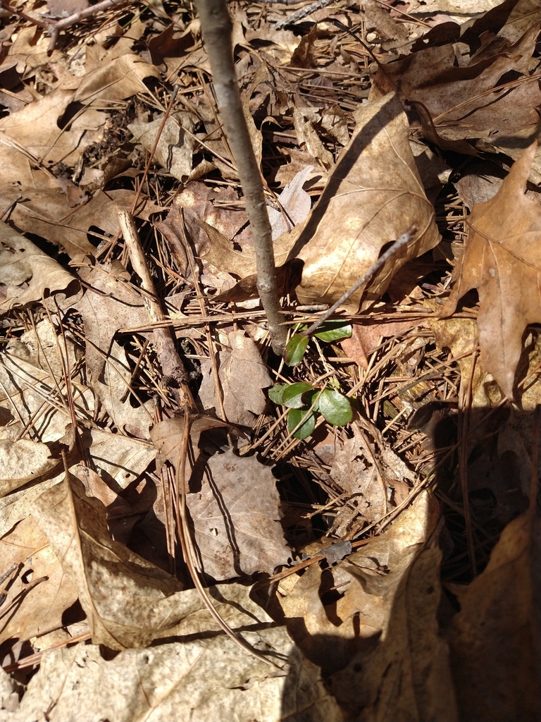 Eastern Teaberry from Finlayson Township, MN, USA on April 09, 2022 at