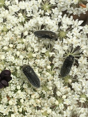 Acmaeoderini