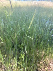 Festuca microstachys