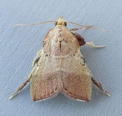 Paragalasa exospinalis