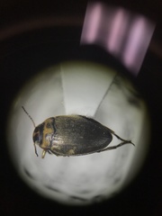 Nectoboreus aequinoctialis