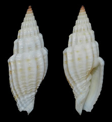 Vexillum suluense