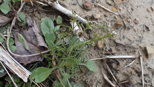Image of Cardamine parviflora by (c) John Abrams, some rights reserved (CC BY)