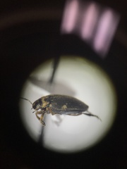 Nectoboreus aequinoctialis