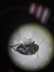 Nectoboreus aequinoctialis